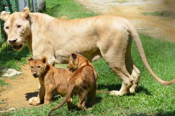 a famosa safari wonderland